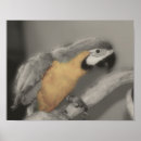 Search for gold macaw posters Parrot