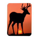 Search for black tailed magnets Mule deer