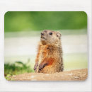 Search for groundhogs mousepads Woodchuck