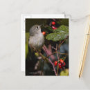 Search for ruby crowned kinglets Songbird