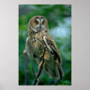Search for asio Owl