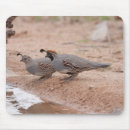 Search for quail mousepads Nature
