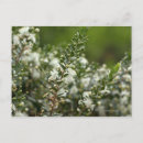 Search for flower tree postcards Italy
