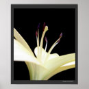 Search for easter flowers posters White