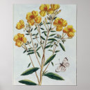 Search for primrose posters Botanical