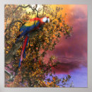 Search for macaws posters Scarlet macaw