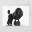 Search for trimmed postcards Animal