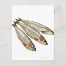 Search for sardines postcards Sealife