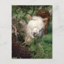 Search for magnetic postcards Cute