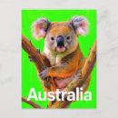 Search for koala postcards Green