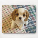 Search for blenheim electronics Dog