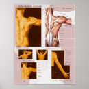 Search for medical art Anatomical