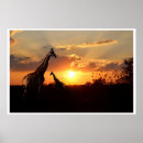 Search for giraffe posters Outdoors