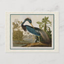 Search for blue heron postcards Antique