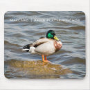 Search for mallards electronics Wildlife