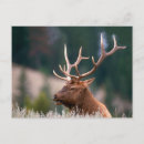 Search for big game postcards Wildlife