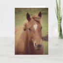 Search for gelding Sorrel