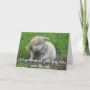 Search for funny bunny birthday cards Humour