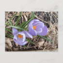 Search for spring crocus postcards Bloom
