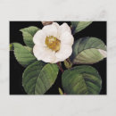 Search for 1833 postcards Camellia
