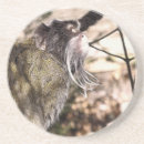 Search for monkey coasters Cute