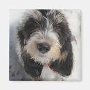 Search for griffon magnets Cute