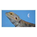 Search for lizard posters Nature