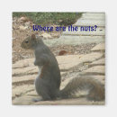 Search for nut with squirrel magnets Nature