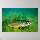 Search for trout posters Wildlife