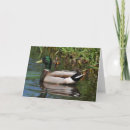 Search for duck fathers day cards Animal