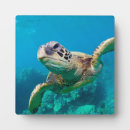 Search for turtle photo display Beach