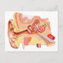 Search for human ear postcards Horizontal