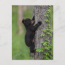 Search for bears climbing trees postcards Jaynes gallery