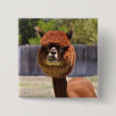 Search for alpacas badges Humour