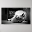 Search for pet photography posters Black and white