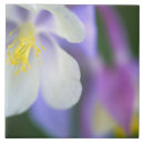 Search for light purple tiles Colour