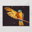 Search for macaw parrot postcards Colourful