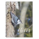 Search for nuthatches Outdoors