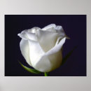 Search for black white rose photography art Nature