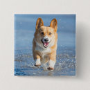 Search for sea dog badges Dog on beach