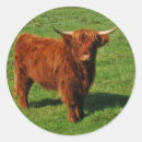 Search for scottish highlander stickers Animals