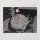 Search for fowl postcards Guinea