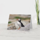 Search for puffin cards Animal