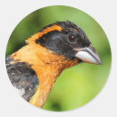 Search for black head stickers Nature