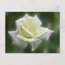 Search for rose bloom postcards I love you