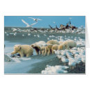 Search for interaction postcards Bear