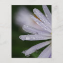 Search for aster postcards Flower