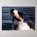 Search for orcas posters Nature
