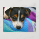 Search for jack russell puppies postcards Dog