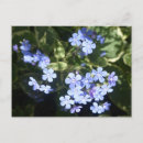 Search for forget postcards Forget me not flowers